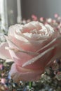 the flower of a blooming pink rose with dew drops in the sunlight Royalty Free Stock Photo