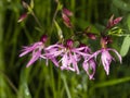 Flower of blooming Ragged-Robin, Lychnis flos-cuculi, detailed macro with bokeh background, selective focus, shallow DOF Royalty Free Stock Photo