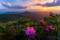 Flower blooms in the Blue Ridge Mountains Royalty Free Stock Photo