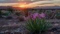 Flower blooms in the desert symbolize hope and resilience