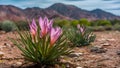 Flower blooms in the desert symbolize hope and resilience