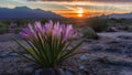 Flower blooms in the desert symbolize hope and resilience