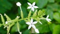 Encok Flower bush Plant or Whie flower blooms with the Latin name Plumbago zeylanica.