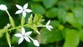 Encok Flower bush Plant or White Ceraka. The flower blooms with the Latin name Plumbago zeylanica.