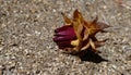 A flower blooms in the sand Royalty Free Stock Photo