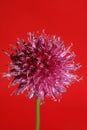 Flower blossom close up botanical modern background allium acutiflorum family amaryllidaceae big size high quality print Royalty Free Stock Photo