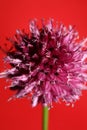 Flower blossom close up botanical modern background allium acutiflorum family amaryllidaceae big size high quality print Royalty Free Stock Photo