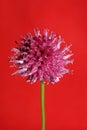 Flower blossom close up botanical modern background allium acutiflorum family amaryllidaceae big size high quality print Royalty Free Stock Photo