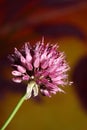 Flower blossom close up botanical modern background allium acutiflorum family amaryllidaceae big size high quality print Royalty Free Stock Photo