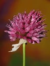 Flower blossom close up botanical modern background allium acutiflorum family amaryllidaceae big size high quality print Royalty Free Stock Photo