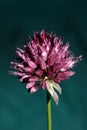 Flower blossom close up botanical modern background allium acutiflorum family amaryllidaceae big size high quality print Royalty Free Stock Photo