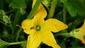 Field pattypan flower blossom squash patty pan Cucurbita pepo patissoniana farm summer squash crops before harvesting