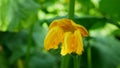 Flower or blossom field pumpkin Cucurbita pepo bio organic orange Hokkaido squash crops before harvesting, gourds Royalty Free Stock Photo