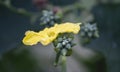 Loofah, Luffa flower and buds closeup with blurred background Royalty Free Stock Photo