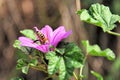 Bee searching honey in a purple blossom