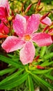 Flower blossom during Rainy Season