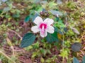 Flower blossom in the street