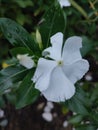 Flower blossom tree ..white and green i like uts a fres Royalty Free Stock Photo