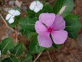 Flower blossom with Violet petal garden