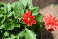 Flower Blossoms with Water Drops on the Petals Royalty Free Stock Photo