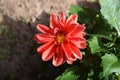 Flower Blossoms with Water Drops on the Petals - Beautiful Garden Royalty Free Stock Photo