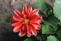 Flower Blossoms with Water Drops on the Petals - Beautiful Garden Royalty Free Stock Photo