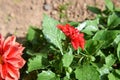 Flower Blossoms with Water Drops on the Petals - Beautiful Garden Royalty Free Stock Photo