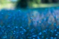 Flower blue background spring petal