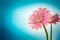 Flower on a blue background