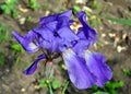 Flower blue bearded Iris Latin Iris after the rain Royalty Free Stock Photo