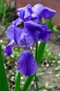 Flower blue bearded Iris Latin Iris after the rain Royalty Free Stock Photo