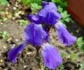 Flower blue bearded Iris Latin Iris after the rain Royalty Free Stock Photo