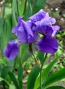 Flower blue bearded Iris Latin Iris after the rain Royalty Free Stock Photo