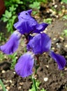 Flower blue bearded Iris Latin Iris after the rain Royalty Free Stock Photo