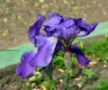 Flower blue bearded Iris Latin Iris after the rain Royalty Free Stock Photo