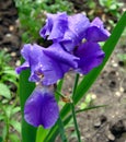 Flower blue bearded Iris Latin Iris after the rain Royalty Free Stock Photo