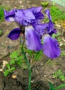 Flower blue bearded Iris Latin Iris after the rain Royalty Free Stock Photo