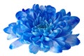 Flower blue beautiful and big on a white background