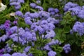 Flower of the blue Billygoat-weed, Bluemink, Flossflower or blue Danube - Ageratum houstonianum - in summer, Bavaria, Germany