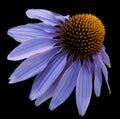 Flower blue Chamomile on black isolated background with clipping path. Daisy light blue-orange for design. Closeup no shadows.