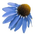 Flower blue Chamomile on white isolated background with clipping path. Daisy blue[yellow for design. Closeup no shadows.