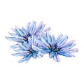 Flower blue chicory cornflower watercolor illustration. Aster chrysanthemum gerbera chamomile. Bouquet blossom isolated Royalty Free Stock Photo