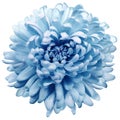 Flower blue chrysanthemum . Flower isolated on a white background. No shadows with clipping path. Close-up. Royalty Free Stock Photo