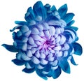 Flower  blue  chrysanthemum . Flower isolated on a white background. No shadows with clipping path. Close-up. Royalty Free Stock Photo