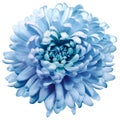 flower blue chrysanthemum . Flower isolated on a white background. No shadows with clipping path. Close-up. Royalty Free Stock Photo