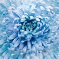 flower blue chrysanthemum . Flower isolated on a white background. No shadows with clipping path. Close-up. Royalty Free Stock Photo