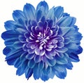 Flower blue  chrysanthemum. Flower isolated on a white background. No shadows with clipping path. Close-up. Nature Royalty Free Stock Photo