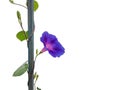Flower blue con isolated climbing isolated form greece