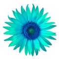 Flower blue cyan sunflower, isolated on a white background. Close-up. Royalty Free Stock Photo