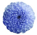 Flower blue dahlia. Dew on petals. White isolated background with clipping path. Closeup.